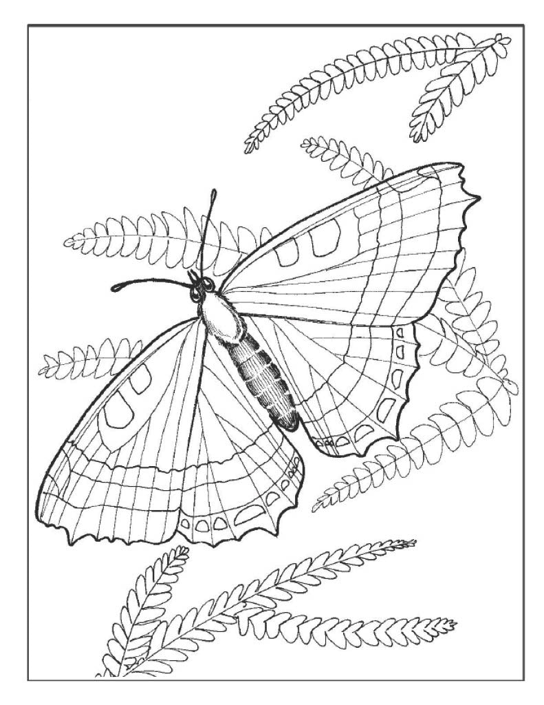 Butterfly Coloring Set XL