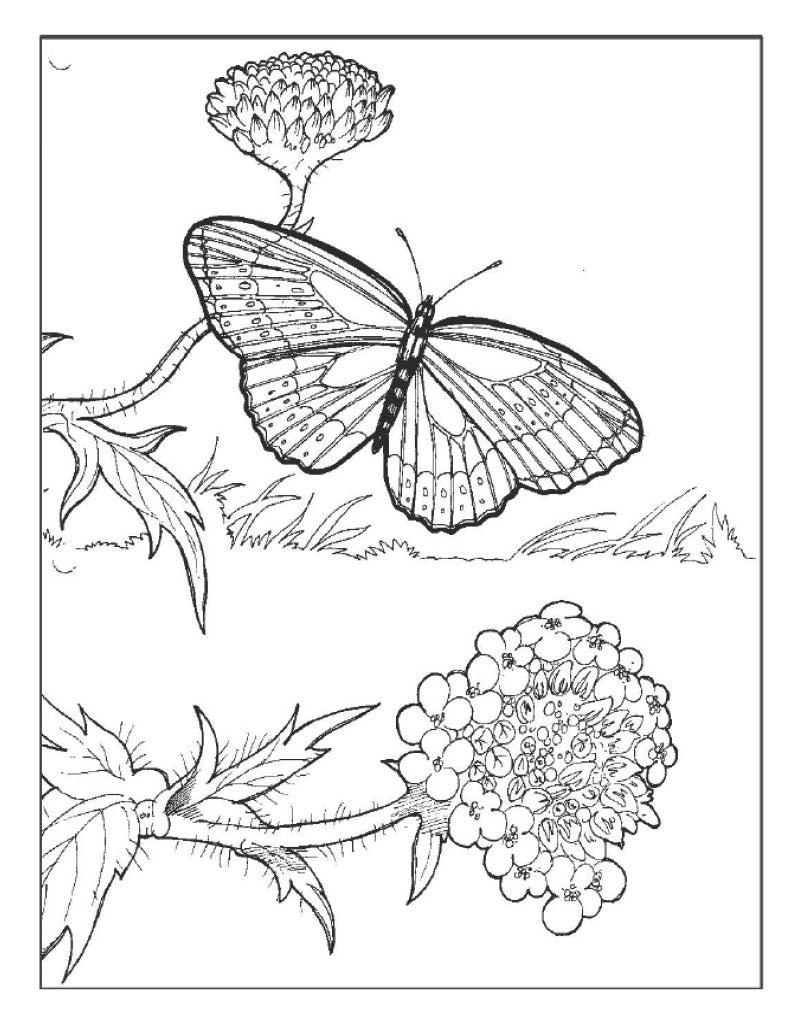 Butterfly Coloring Set XL