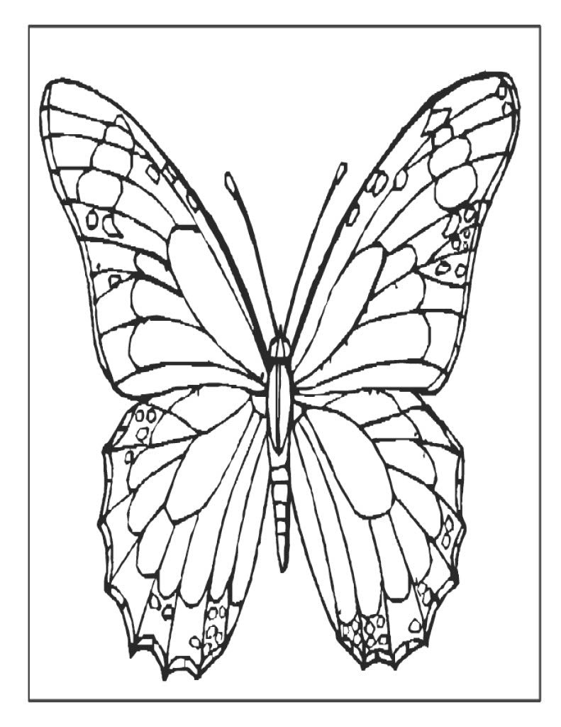 Butterfly Coloring Set XL